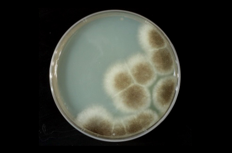 Aspergillus niger