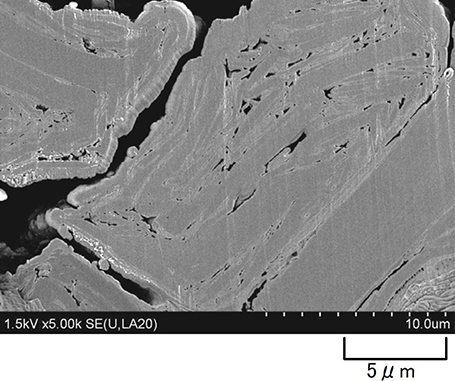 大気非暴露による断面イオンミリング加工後のFE-SEM像