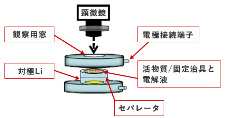 専用セルによる充放電試験とその場観察の例（2極セルの場合）