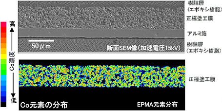 LiCo系正極塗工膜断面のSEM観察&EPMA元素分布