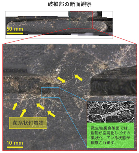 破損部の断面観察