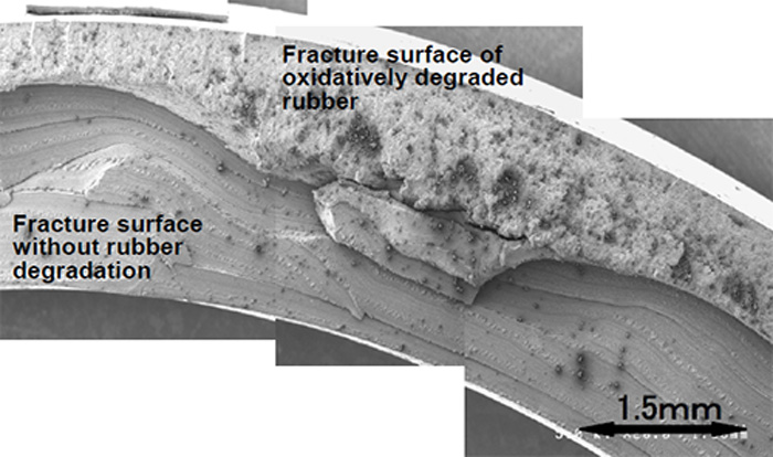 Photo  Electron micrograph of the fracture surface in the oxidatively degraded rubber