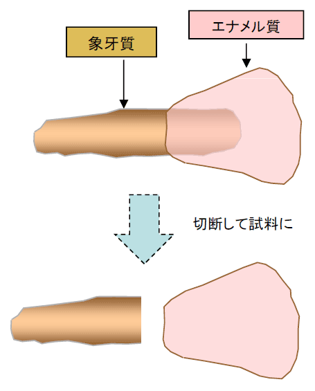牛歯サンプル切断の例