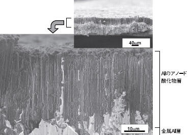 写真 金属Al上にアノード酸化によりAl酸化物層を形成させた電解コンデンサ断面の二次電子像（測定条件：加速電圧1.25kV、無蒸着）