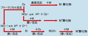 水中におけるオゾンと有機質Mとの反応経路