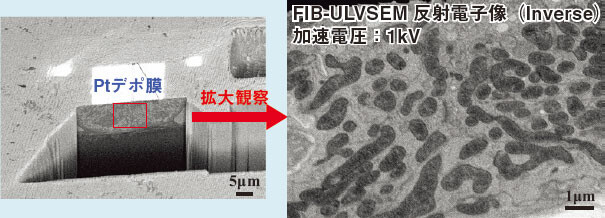 図2 FIBによって作成した蛙の舌の高分解能反射電子像写真