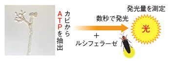 図1 ATP法の測定原理