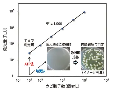 図２ カビ胞子数と発光量（ATP量）の相関性