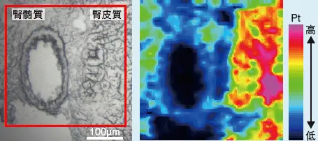 図1 シスプラチンを投与したマウス腎臓薄片試料のLA-ICP-MS分析結果