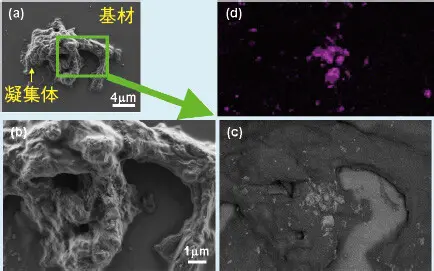 図1 タンパク質溶液に生じた凝集体のULV-SEM像とEDXマッピング結果