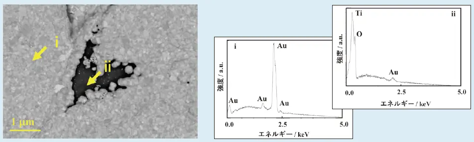 図3　模擬PEM形水電解環境での電気化学試験後におけるAuめっきTi板の反射電子像（左）およびEDXスペクトル（右）