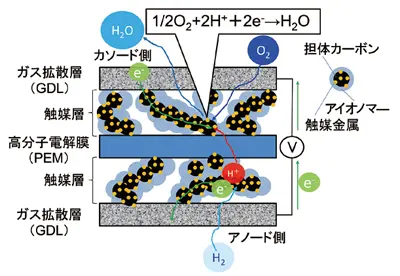 図1　PEFC単セルの発電および物質挙動の概念図